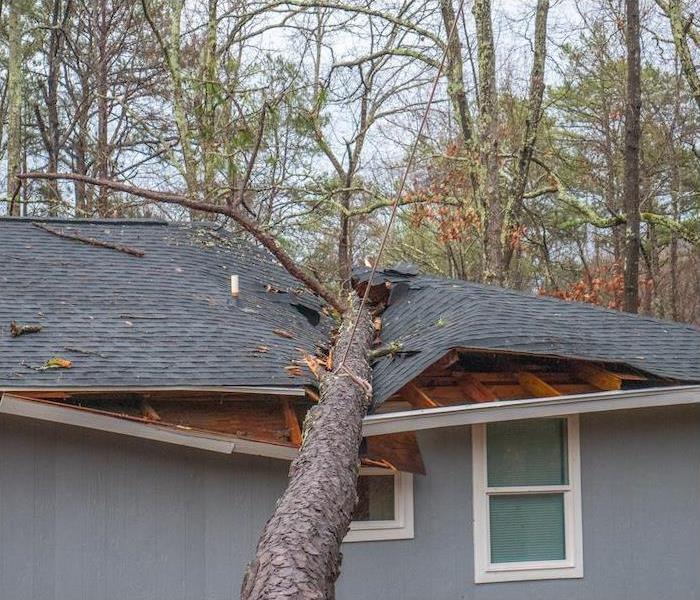 tree fallen on roof of home